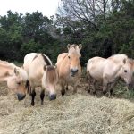 How Much do Fjord Horses Cost