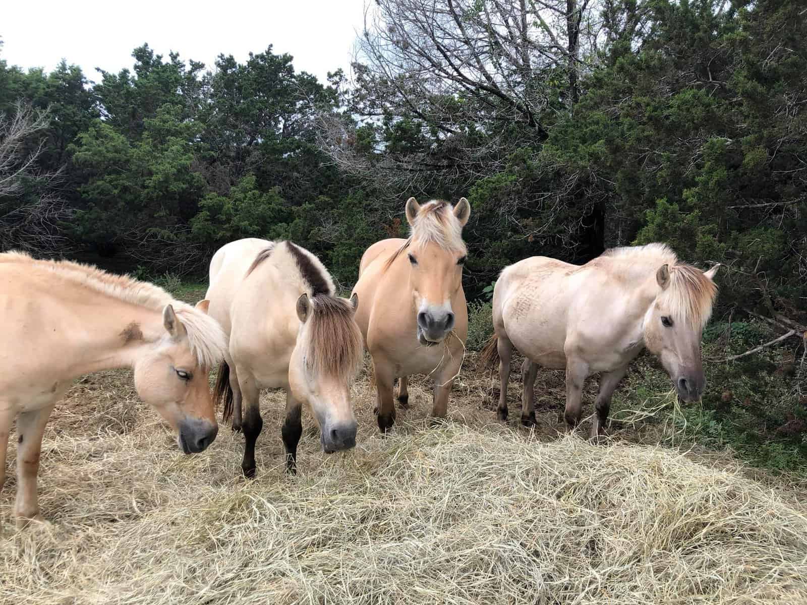 How Much do Fjord Horses Cost