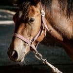 How do Horses See