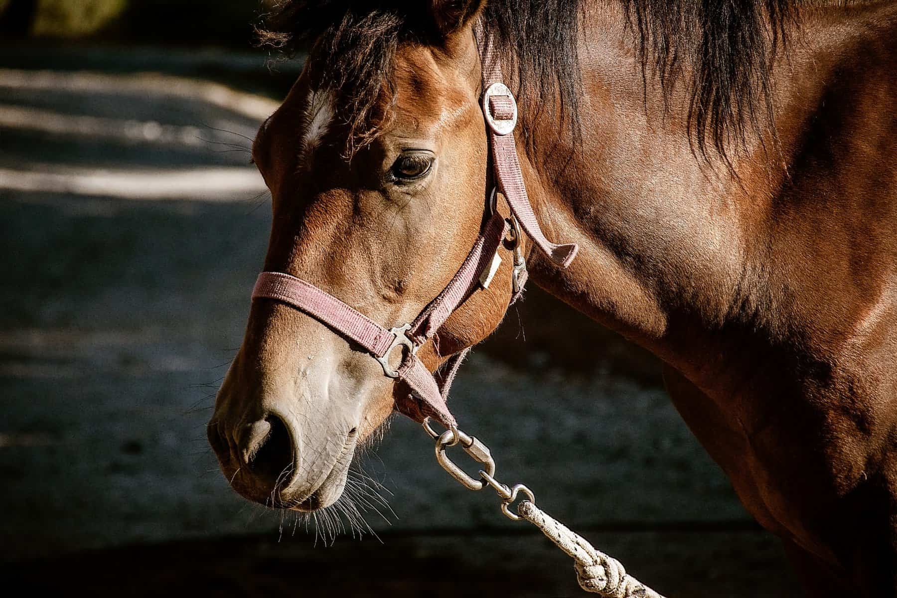 How do Horses See