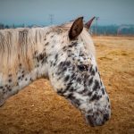 Leopard-spotted horse