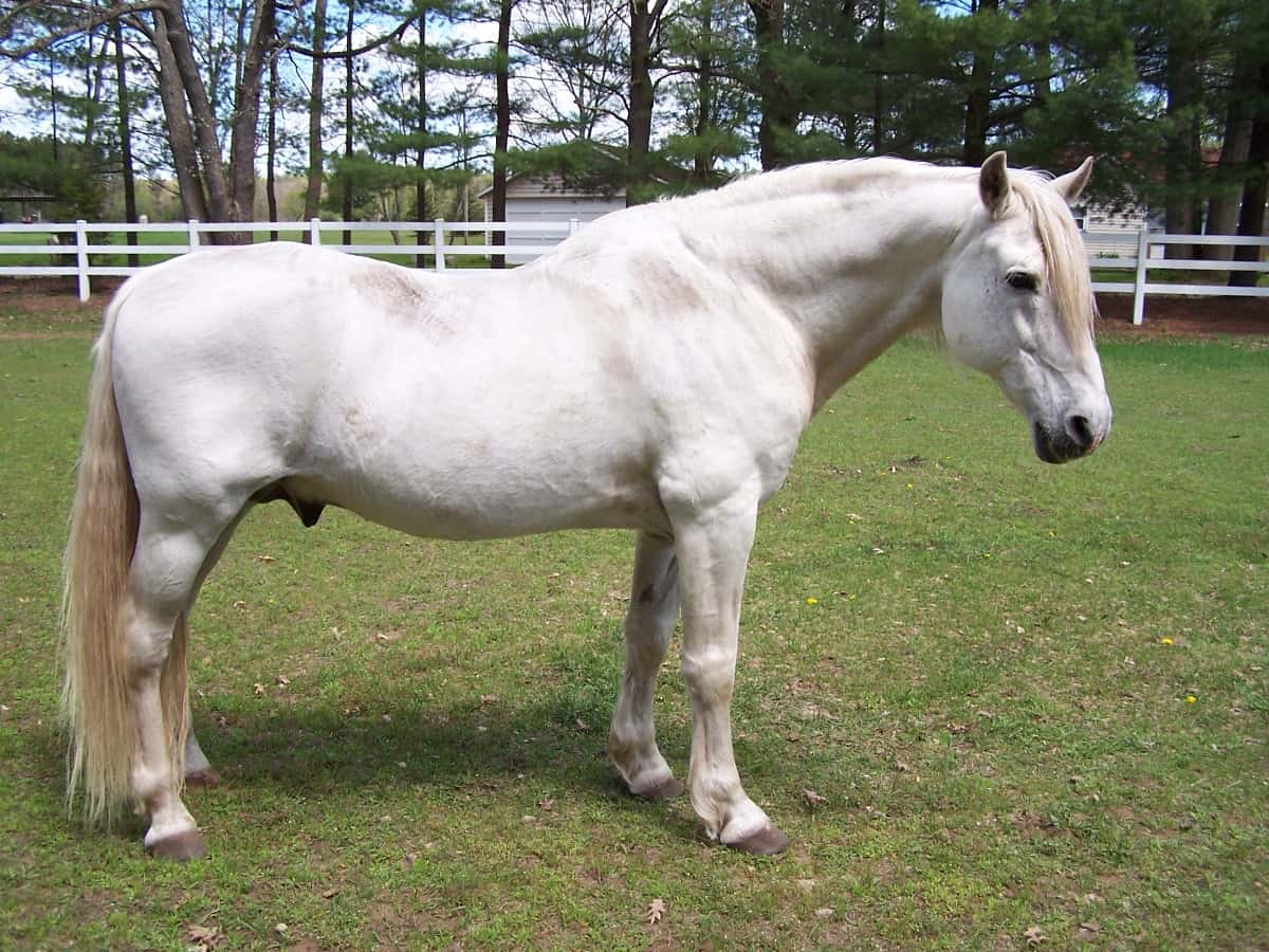 Missouri Fox Trotter Horse White