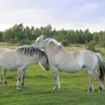 Norwegian fjord horses