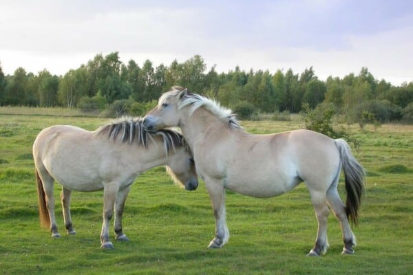 Norwegian fjord horses