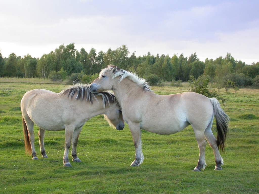 Norwegian fjord horses