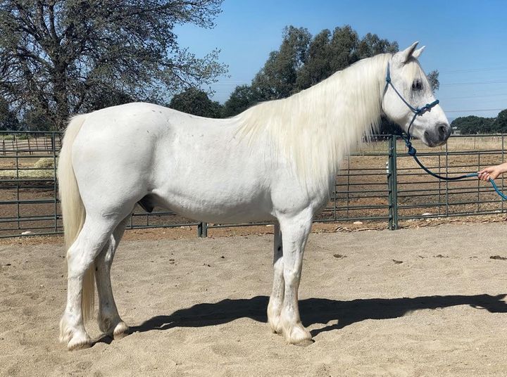 Percheron White Horse