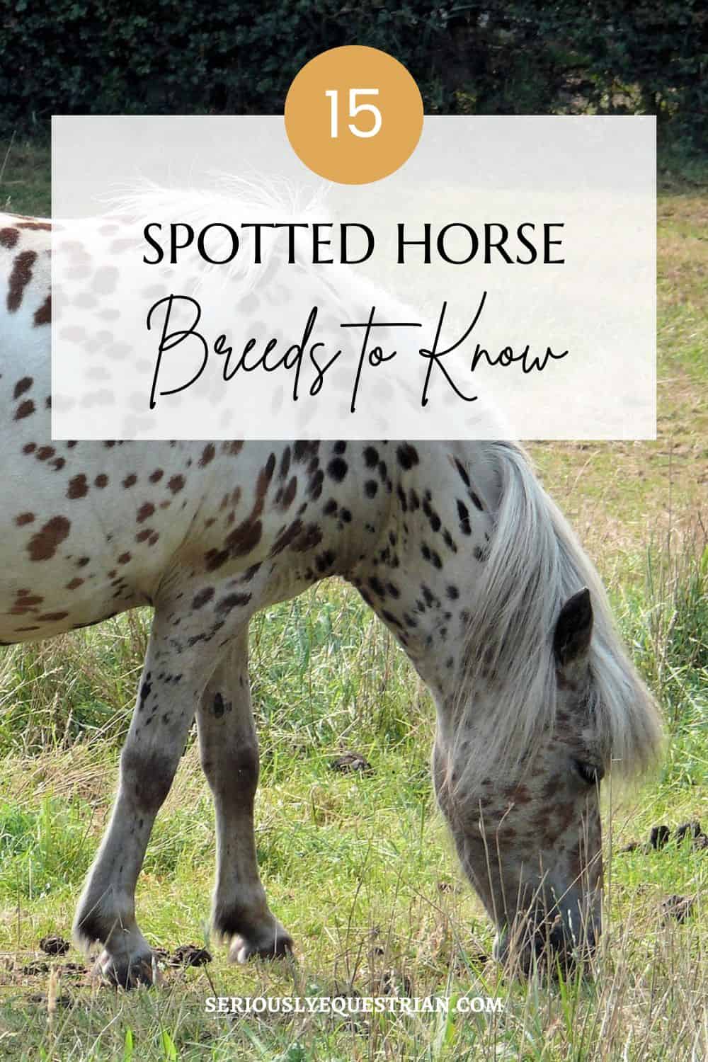 Spotted Horse Breeds Pin