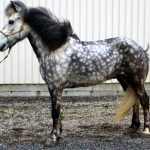 Spotted Icelandic Horse