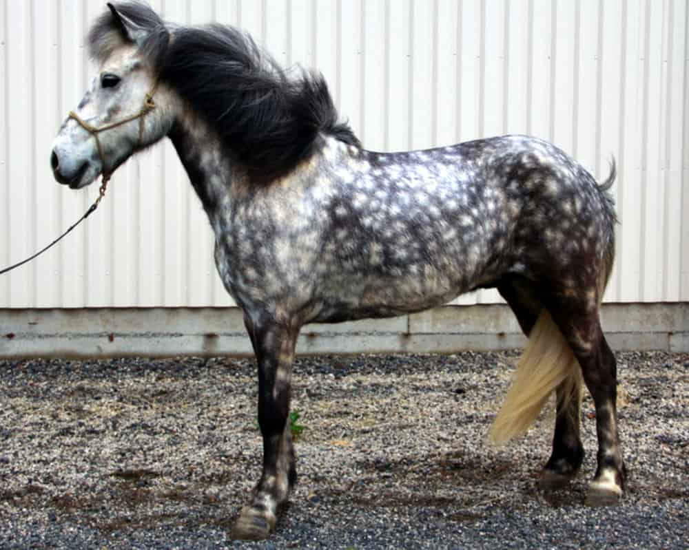 Spotted Icelandic Horse