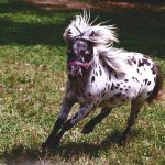 Spotted Miniature Horses
