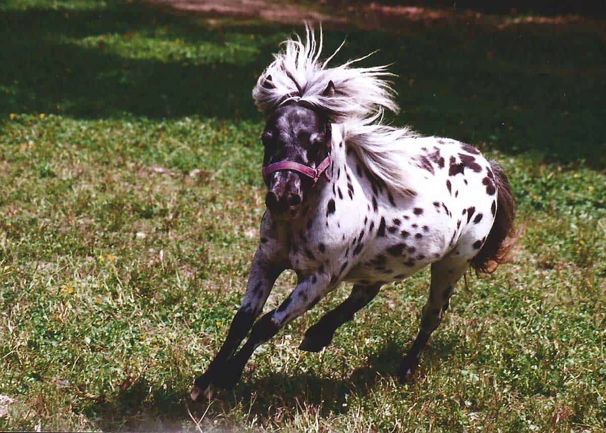 Spotted Miniature Horses