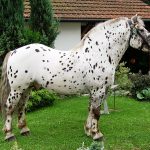 Spotted Noriker horse