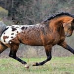 Spotted Tiger Horse