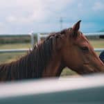 The Brumby Project