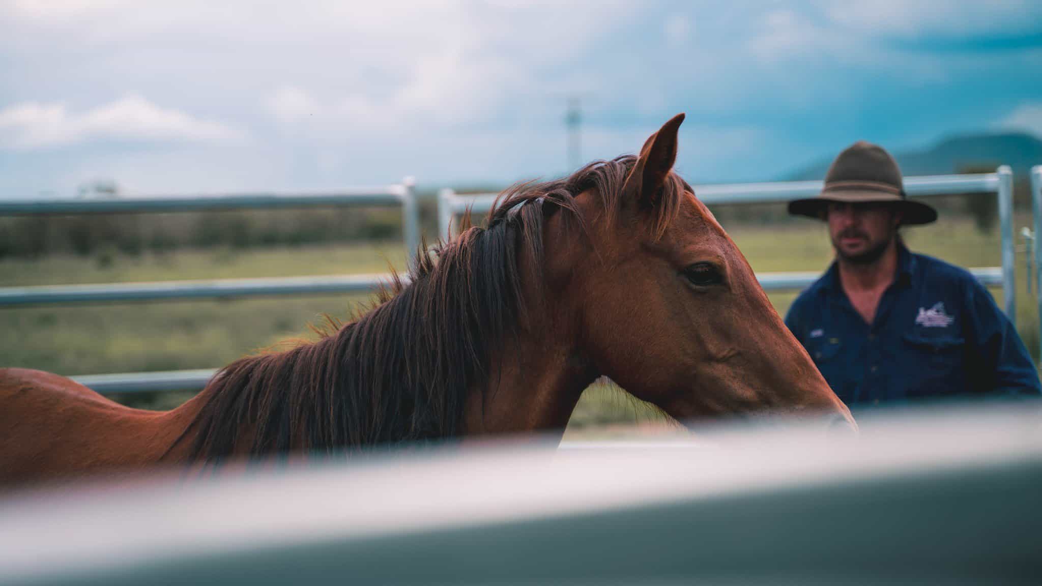 The Brumby Project