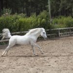 Thoroughbred white horse
