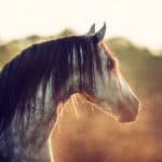 Warlander Horse – Horse Breed