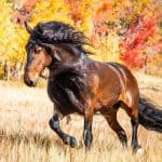 Warlander Horse – Origins