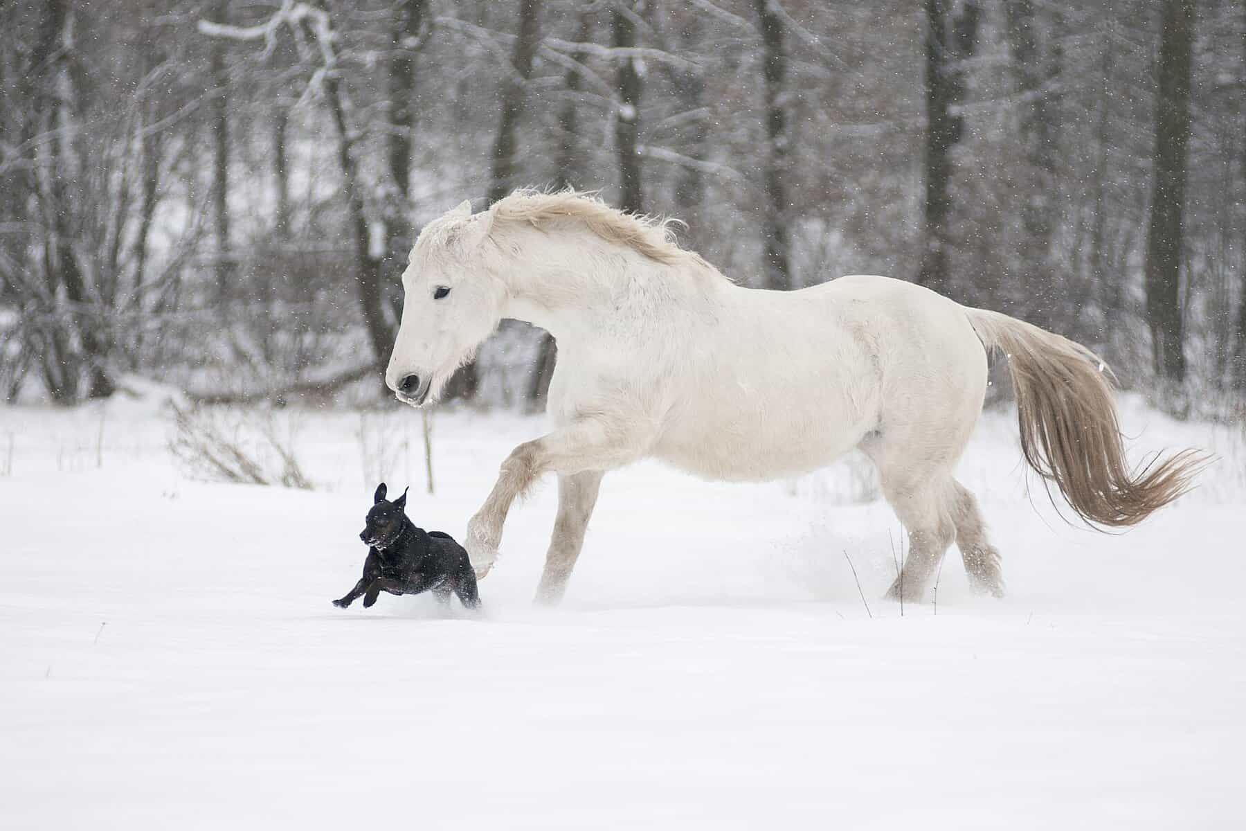 What Makes a Horse White