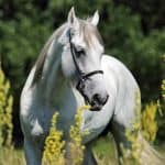 White Azteca Horse