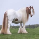 White Clydesdale Horse