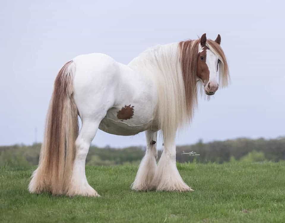 White Clydesdale Horse