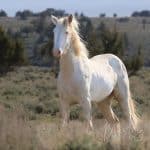 White Mustang Horse