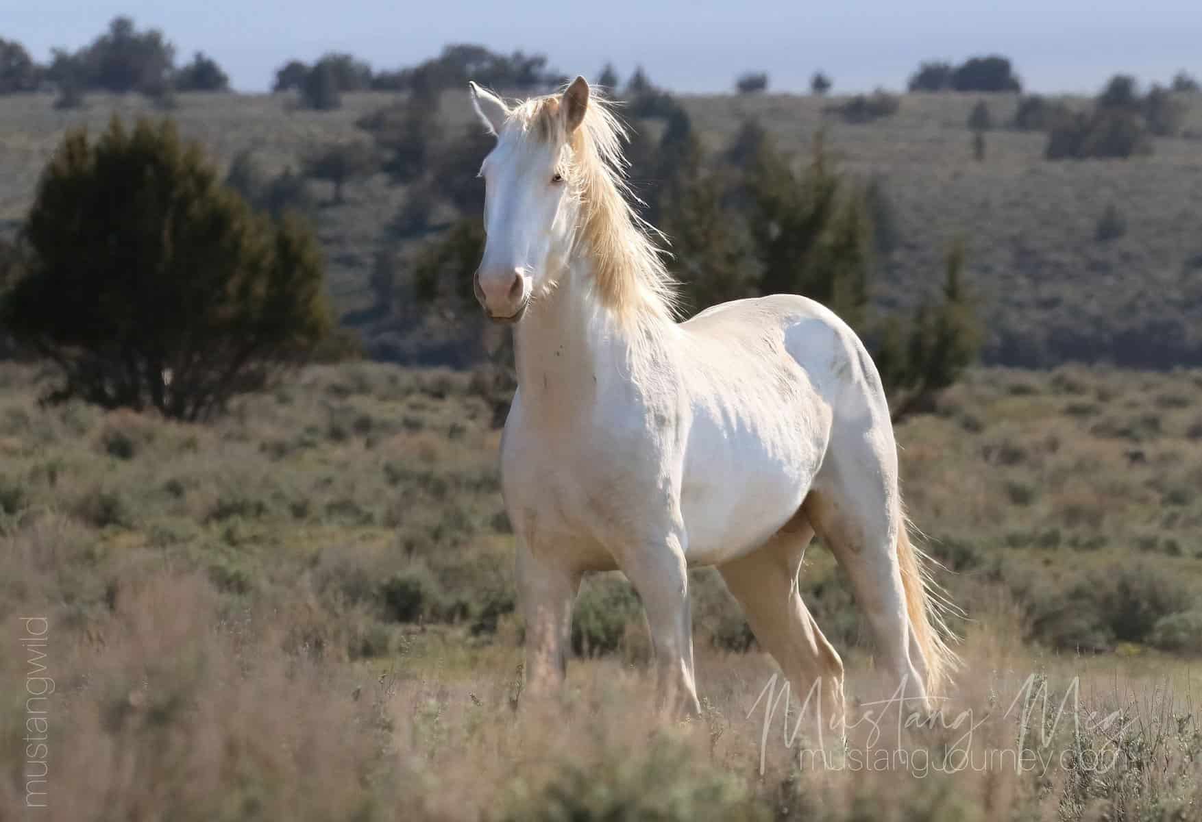 White Mustang Horse