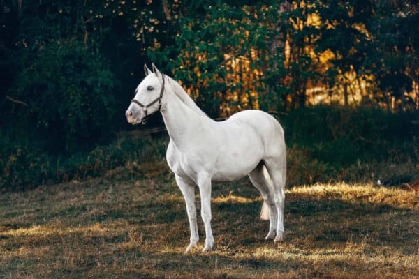 White horse breeds