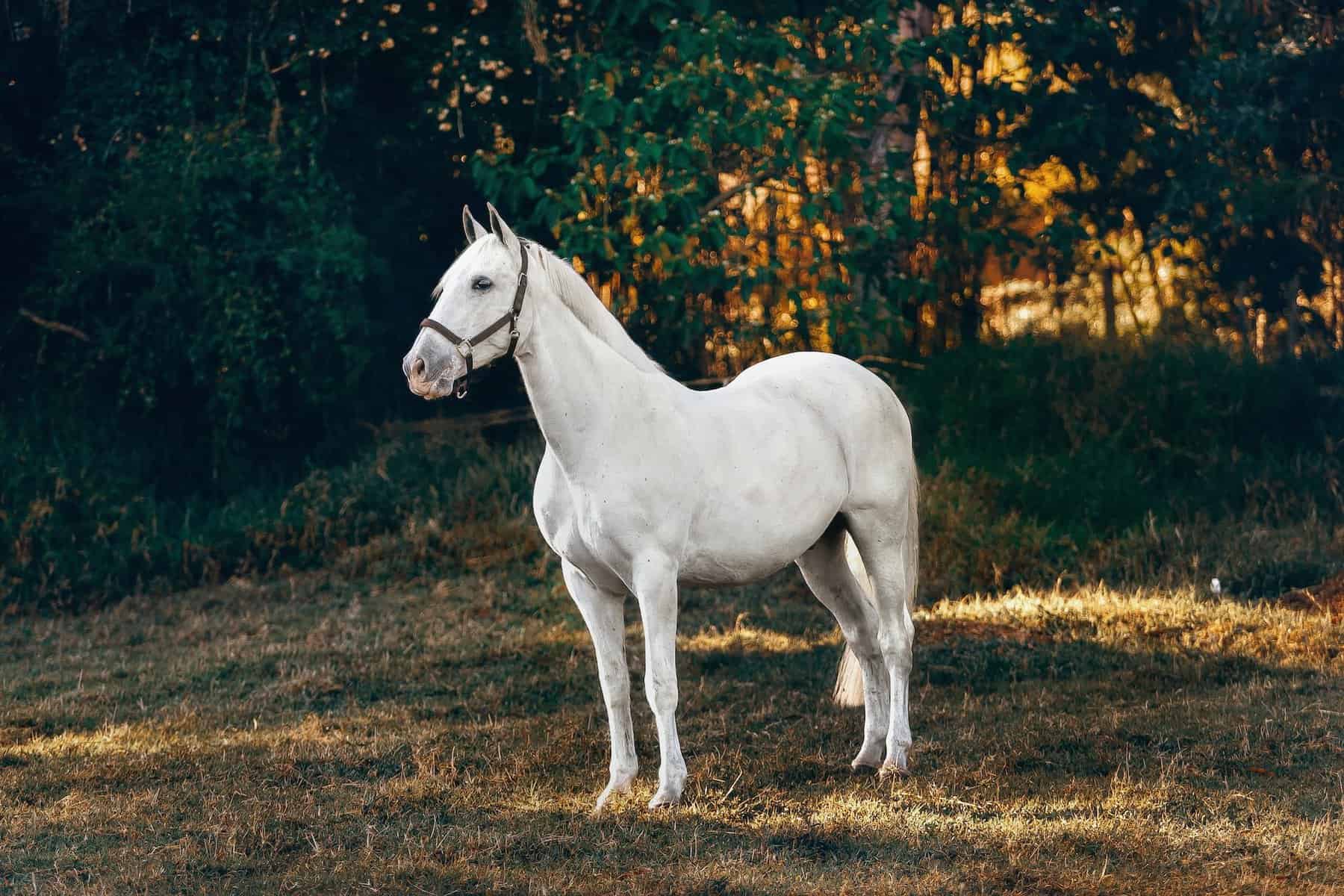 White horse breeds