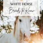white horses pin
