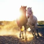 Best Horse Movies