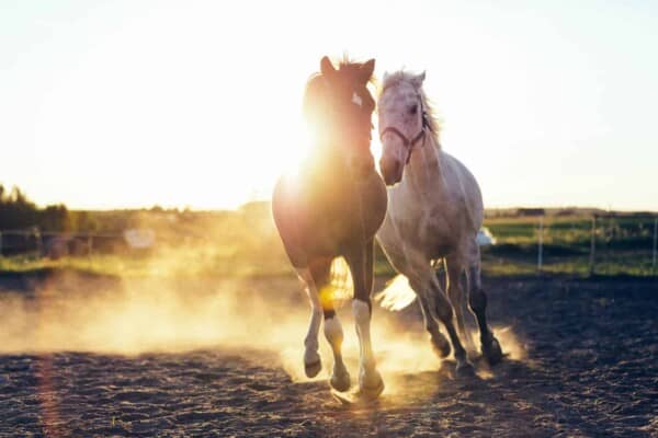 Best Horse Movies