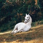 Horse Body Language