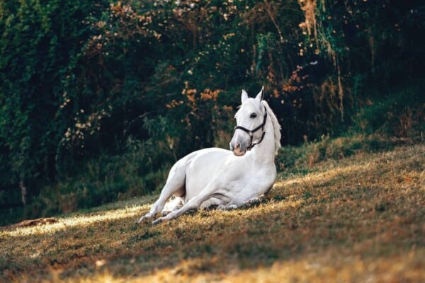 Horse Body Language