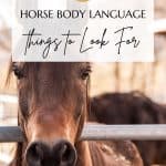 Horse Body Language Pin