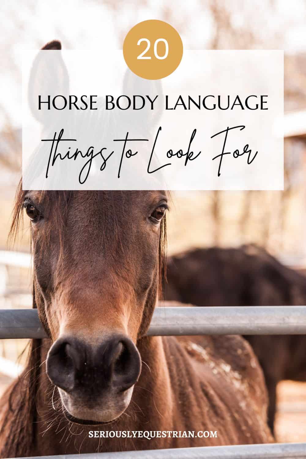 Horse Body Language Pin