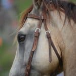 Horse Eyes Blinking a Lot