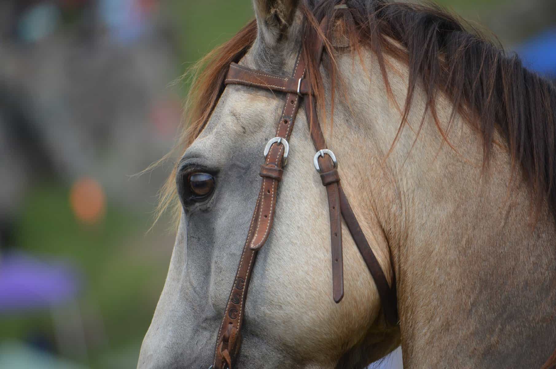Horse Eyes Blinking a Lot