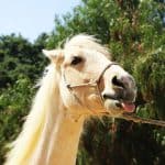 Horse Licking Lips