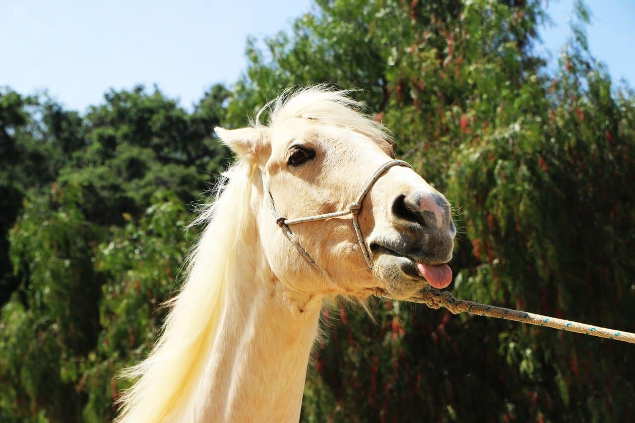 Horse Licking Lips