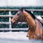 Horse Shaking Head