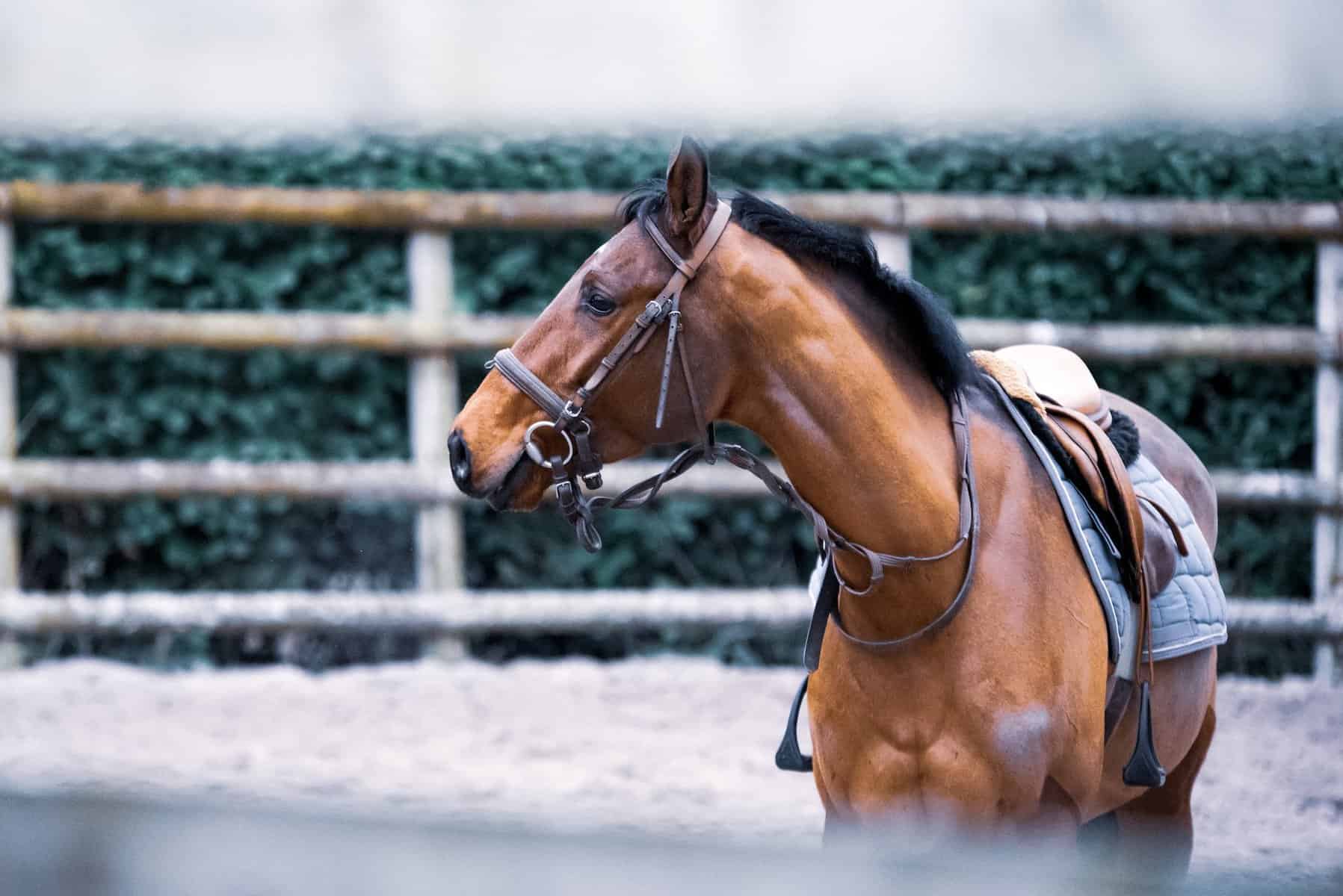 Horse Shaking Head