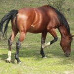 Horse Stomping the ground