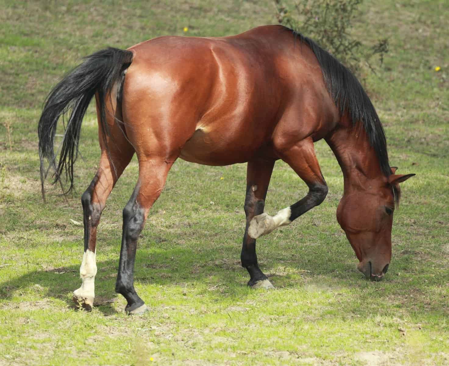 Horse Stomping the ground