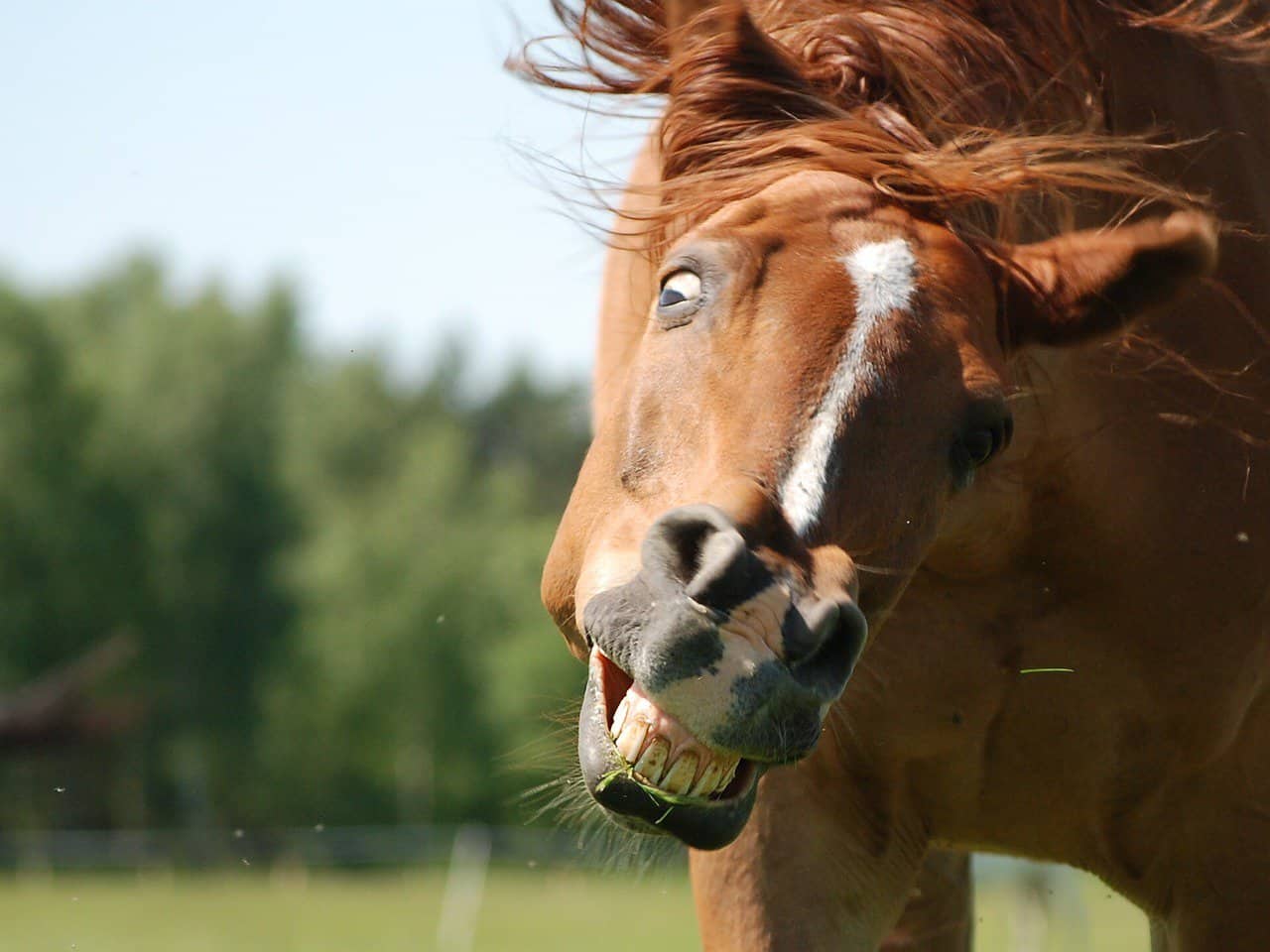 Horse with Curled Upper Lip