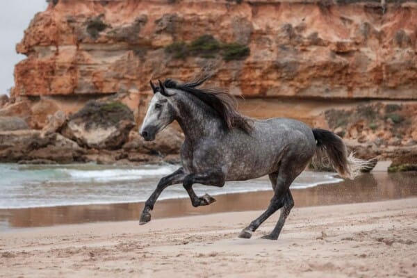How Fast can a Horse Run