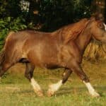Breton mare
