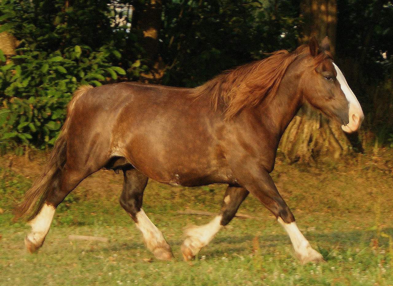 Breton mare