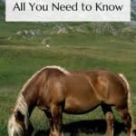 Breton Horses Pin